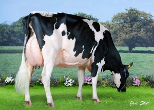 Reserve Champion at the Northern Ireland National Holstein Show