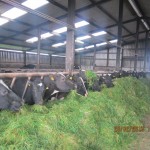 DEMO ZERO GRAZER 054