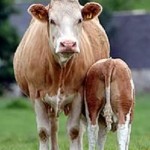 Suckler Cow2