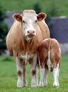 Suckler Cow2