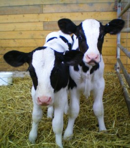 Twin calves