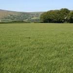 Grass_Field
