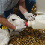 feeding calf