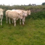 maiden heifers